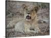 Africa, Zambia. Portrait of Lion Cub-Jaynes Gallery-Stretched Canvas
