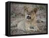 Africa, Zambia. Portrait of Lion Cub-Jaynes Gallery-Framed Stretched Canvas