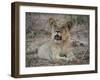 Africa, Zambia. Portrait of Lion Cub-Jaynes Gallery-Framed Photographic Print