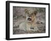 Africa, Zambia. Portrait of Lion Cub-Jaynes Gallery-Framed Photographic Print