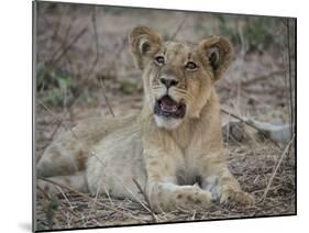 Africa, Zambia. Portrait of Lion Cub-Jaynes Gallery-Mounted Photographic Print