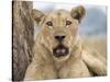 Africa, Zambia. Portrait of Lioness-Jaynes Gallery-Stretched Canvas