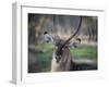 Africa, Zambia. Portrait of Waterbuck-Jaynes Gallery-Framed Photographic Print