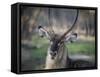 Africa, Zambia. Portrait of Waterbuck-Jaynes Gallery-Framed Stretched Canvas