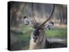 Africa, Zambia. Portrait of Waterbuck-Jaynes Gallery-Stretched Canvas