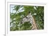 Africa, Zambia, South Luangwa National Park, during green season. Thornicroft's giraffe.-Cindy Miller Hopkins-Framed Photographic Print