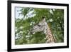 Africa, Zambia, South Luangwa National Park, during green season. Thornicroft's giraffe.-Cindy Miller Hopkins-Framed Photographic Print