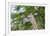 Africa, Zambia, South Luangwa National Park, during green season. Thornicroft's giraffe.-Cindy Miller Hopkins-Framed Photographic Print