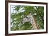 Africa, Zambia, South Luangwa National Park, during green season. Thornicroft's giraffe.-Cindy Miller Hopkins-Framed Photographic Print