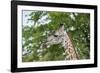 Africa, Zambia, South Luangwa National Park, during green season. Thornicroft's giraffe.-Cindy Miller Hopkins-Framed Photographic Print