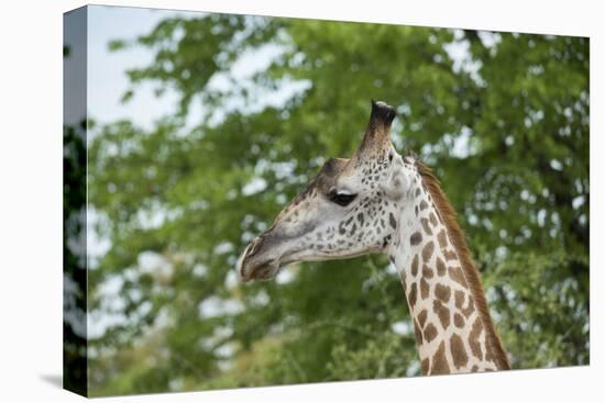 Africa, Zambia, South Luangwa National Park, during green season. Thornicroft's giraffe.-Cindy Miller Hopkins-Stretched Canvas