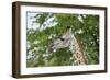 Africa, Zambia, South Luangwa National Park, during green season. Thornicroft's giraffe.-Cindy Miller Hopkins-Framed Photographic Print