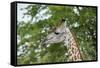 Africa, Zambia, South Luangwa National Park, during green season. Thornicroft's giraffe.-Cindy Miller Hopkins-Framed Stretched Canvas