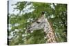 Africa, Zambia, South Luangwa National Park, during green season. Thornicroft's giraffe.-Cindy Miller Hopkins-Stretched Canvas