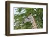 Africa, Zambia, South Luangwa National Park, during green season. Thornicroft's giraffe.-Cindy Miller Hopkins-Framed Photographic Print