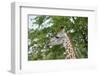 Africa, Zambia, South Luangwa National Park, during green season. Thornicroft's giraffe.-Cindy Miller Hopkins-Framed Photographic Print