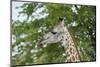 Africa, Zambia, South Luangwa National Park, during green season. Thornicroft's giraffe.-Cindy Miller Hopkins-Mounted Photographic Print