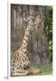 Africa, Zambia, South Luangwa National Park. Thornicroft's giraffe.-Cindy Miller Hopkins-Framed Premium Photographic Print