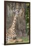 Africa, Zambia, South Luangwa National Park. Thornicroft's giraffe.-Cindy Miller Hopkins-Framed Premium Photographic Print