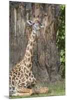 Africa, Zambia, South Luangwa National Park. Thornicroft's giraffe.-Cindy Miller Hopkins-Mounted Premium Photographic Print