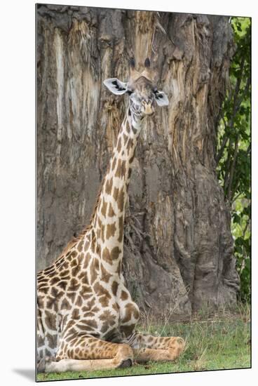 Africa, Zambia, South Luangwa National Park. Thornicroft's giraffe.-Cindy Miller Hopkins-Mounted Premium Photographic Print