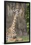 Africa, Zambia, South Luangwa National Park. Thornicroft's giraffe.-Cindy Miller Hopkins-Framed Premium Photographic Print