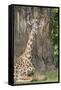 Africa, Zambia, South Luangwa National Park. Thornicroft's giraffe.-Cindy Miller Hopkins-Framed Stretched Canvas