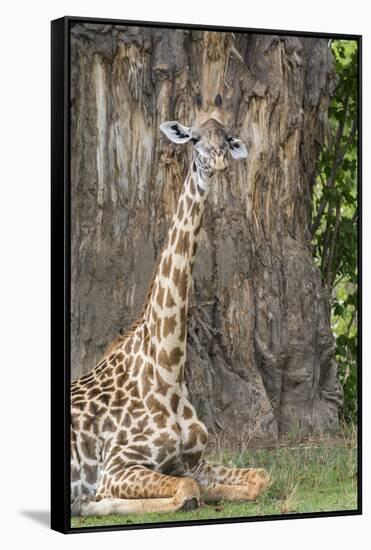Africa, Zambia, South Luangwa National Park. Thornicroft's giraffe.-Cindy Miller Hopkins-Framed Stretched Canvas