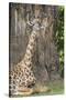 Africa, Zambia, South Luangwa National Park. Thornicroft's giraffe.-Cindy Miller Hopkins-Stretched Canvas