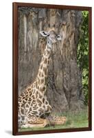 Africa, Zambia, South Luangwa National Park. Thornicroft's giraffe.-Cindy Miller Hopkins-Framed Photographic Print