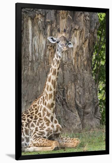 Africa, Zambia, South Luangwa National Park. Thornicroft's giraffe.-Cindy Miller Hopkins-Framed Photographic Print