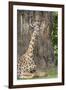 Africa, Zambia, South Luangwa National Park. Thornicroft's giraffe.-Cindy Miller Hopkins-Framed Premium Photographic Print