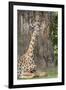 Africa, Zambia, South Luangwa National Park. Thornicroft's giraffe.-Cindy Miller Hopkins-Framed Premium Photographic Print