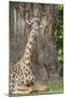 Africa, Zambia, South Luangwa National Park. Thornicroft's giraffe.-Cindy Miller Hopkins-Mounted Premium Photographic Print