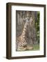 Africa, Zambia, South Luangwa National Park. Thornicroft's giraffe.-Cindy Miller Hopkins-Framed Photographic Print