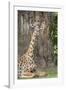 Africa, Zambia, South Luangwa National Park. Thornicroft's giraffe.-Cindy Miller Hopkins-Framed Photographic Print