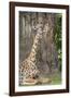 Africa, Zambia, South Luangwa National Park. Thornicroft's giraffe.-Cindy Miller Hopkins-Framed Photographic Print