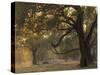 Africa, Zambia. Sunset on Forest-Jaynes Gallery-Stretched Canvas