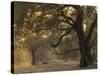 Africa, Zambia. Sunset on Forest-Jaynes Gallery-Stretched Canvas