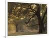 Africa, Zambia. Sunset on Forest-Jaynes Gallery-Framed Photographic Print