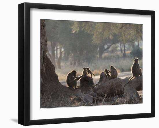 Africa, Zambia. Troop of Baboons Resting-Jaynes Gallery-Framed Photographic Print