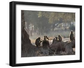 Africa, Zambia. Troop of Baboons Resting-Jaynes Gallery-Framed Photographic Print