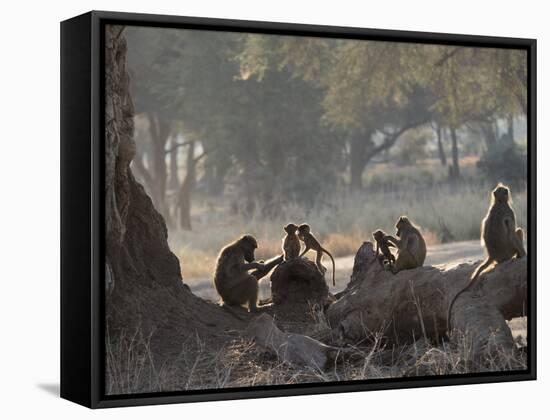 Africa, Zambia. Troop of Baboons Resting-Jaynes Gallery-Framed Stretched Canvas