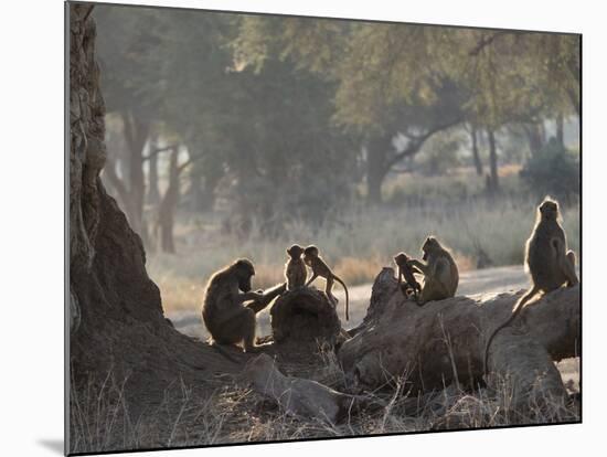 Africa, Zambia. Troop of Baboons Resting-Jaynes Gallery-Mounted Photographic Print