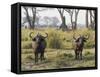 Africa, Zambia. Two Cape Buffalo Males-Jaynes Gallery-Framed Stretched Canvas