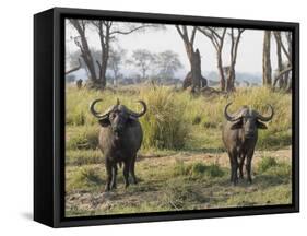 Africa, Zambia. Two Cape Buffalo Males-Jaynes Gallery-Framed Stretched Canvas