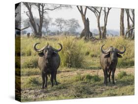 Africa, Zambia. Two Cape Buffalo Males-Jaynes Gallery-Stretched Canvas