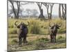 Africa, Zambia. Two Cape Buffalo Males-Jaynes Gallery-Mounted Photographic Print