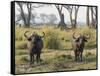 Africa, Zambia. Two Cape Buffalo Males-Jaynes Gallery-Framed Stretched Canvas