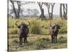 Africa, Zambia. Two Cape Buffalo Males-Jaynes Gallery-Stretched Canvas